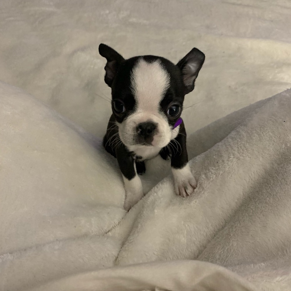 Meet your Posher, Amanda